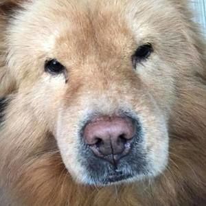 Meet your Posher, Solvi